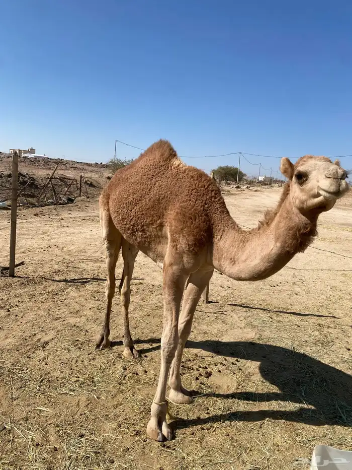 ما شاء الله تبارك الله قعود 0