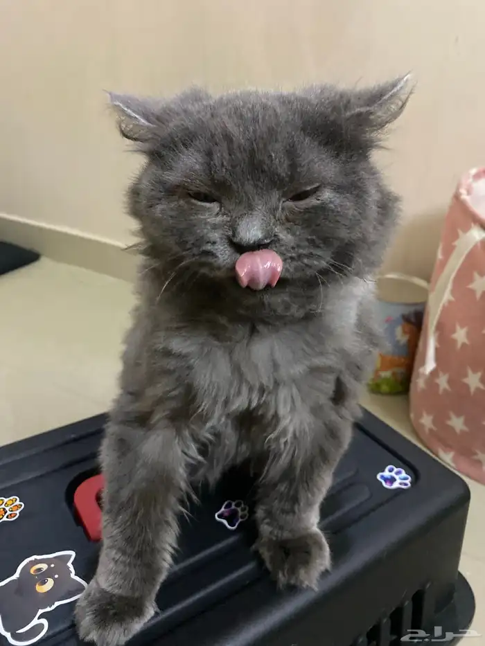 فندقة وحيوانات أليفه وقطط القصيم 4