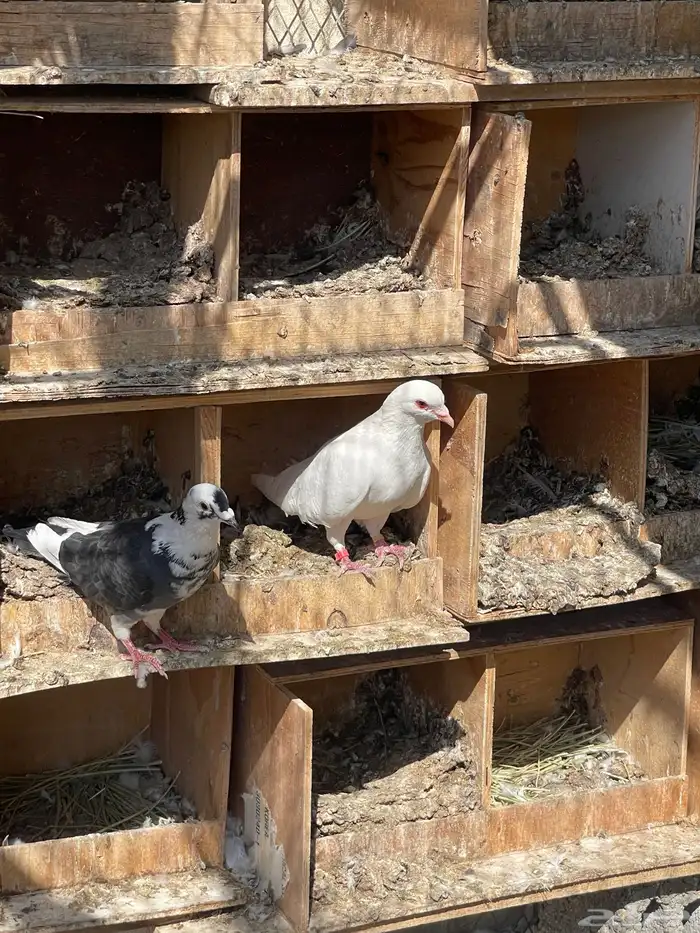 حمام فرنسي للبيع حجم كبير 2