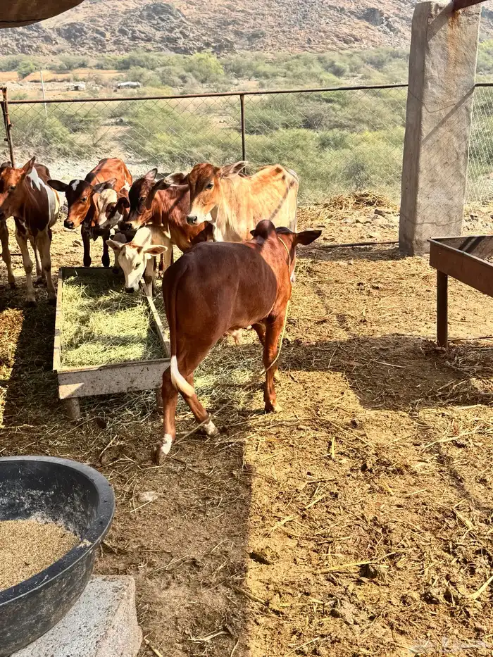 بقره للبيع معها ذكر 3