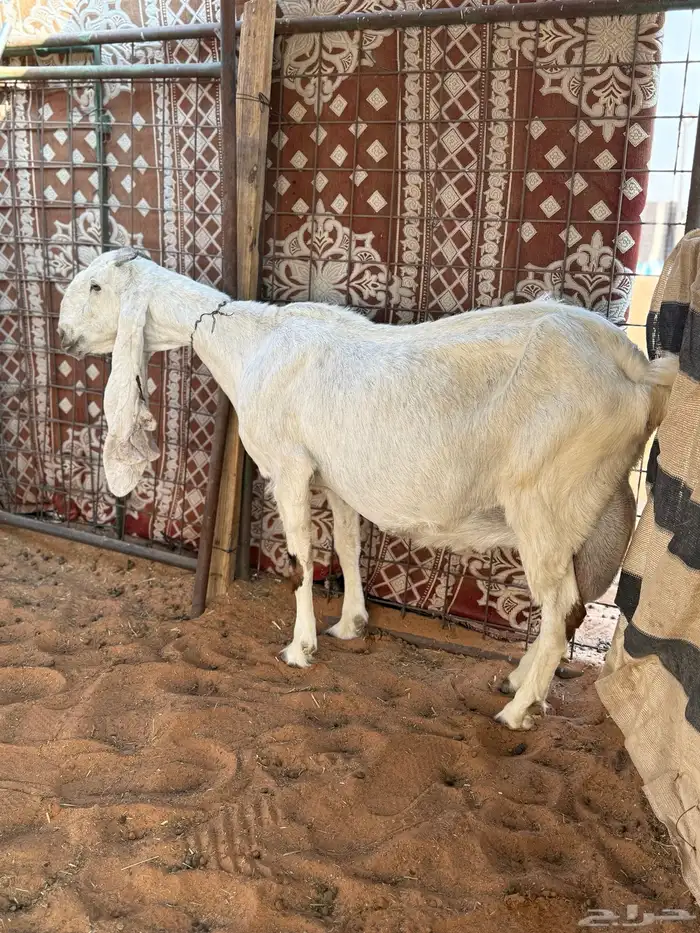 عنز مشروكه حاصب 1