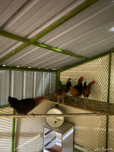 دجاج بلدي index