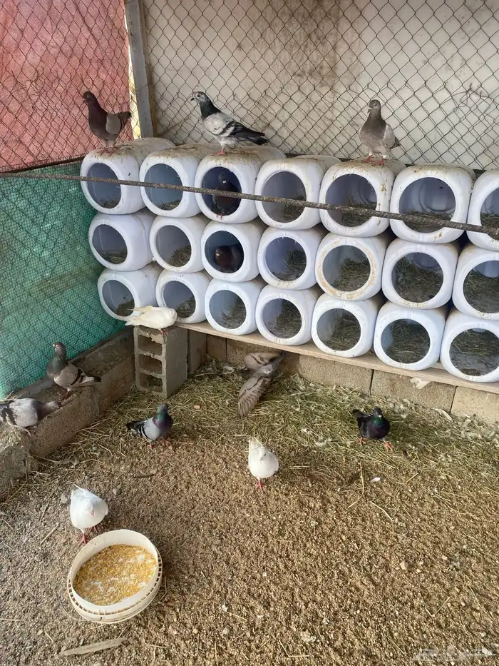 حمام فرنسي سلفر 2