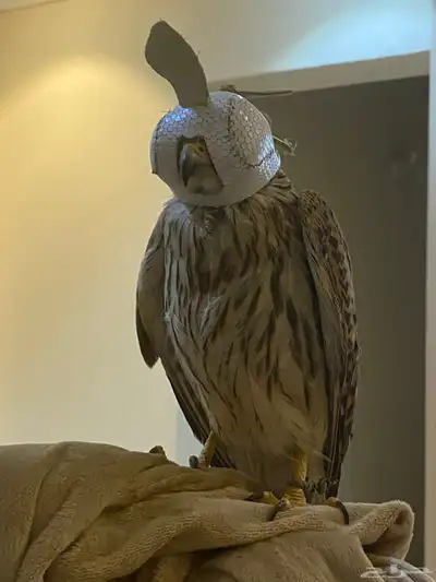 باشق وحش للبيع index