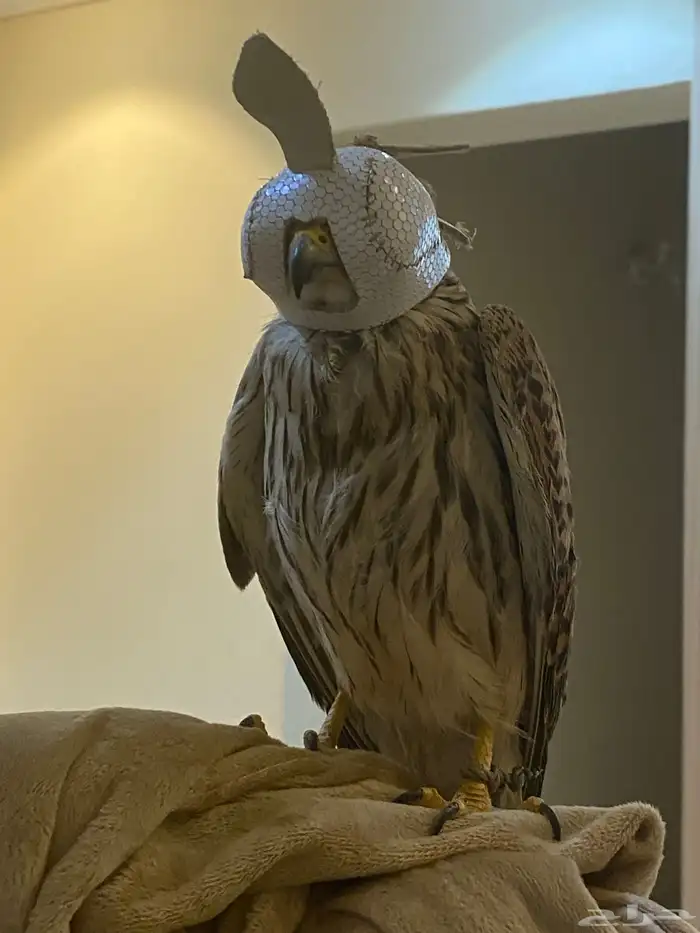 باشق وحش للبيع 1