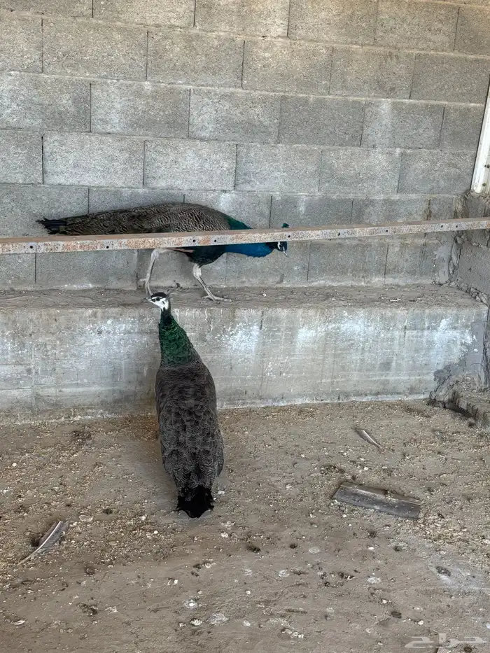 زو ج طائوس للبيع 2