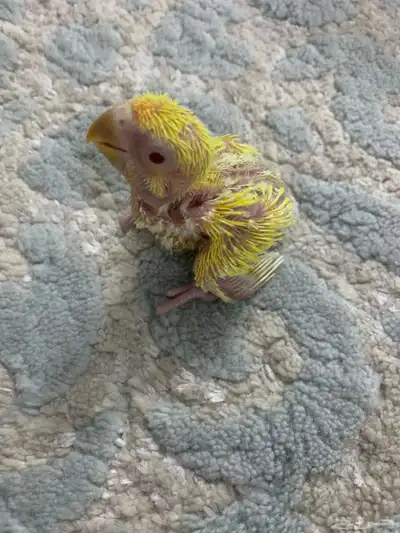 فرخ روز لاتينو index