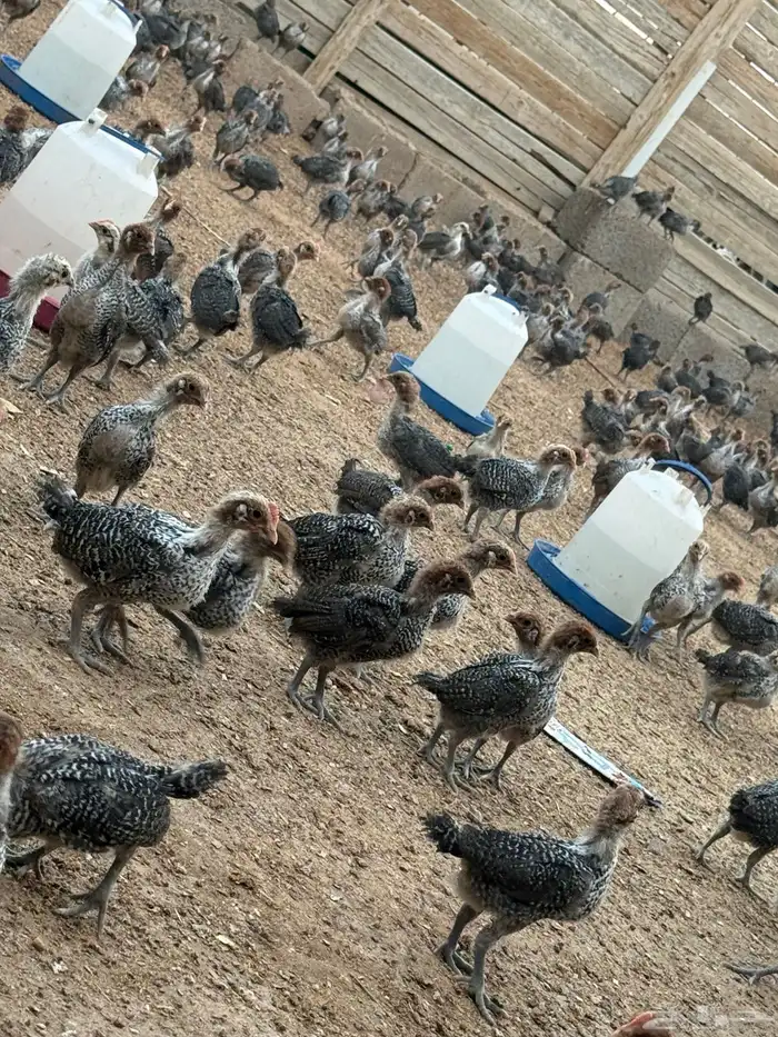 صوص دجاج فيومي دم صافي 6