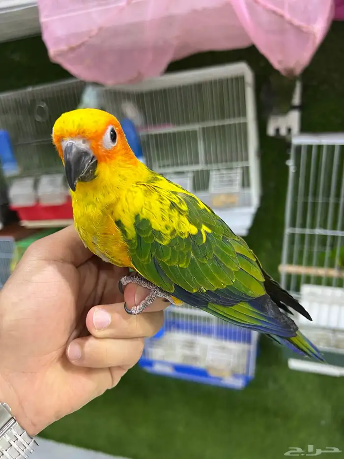 فرخ صن كنيور اليف 1