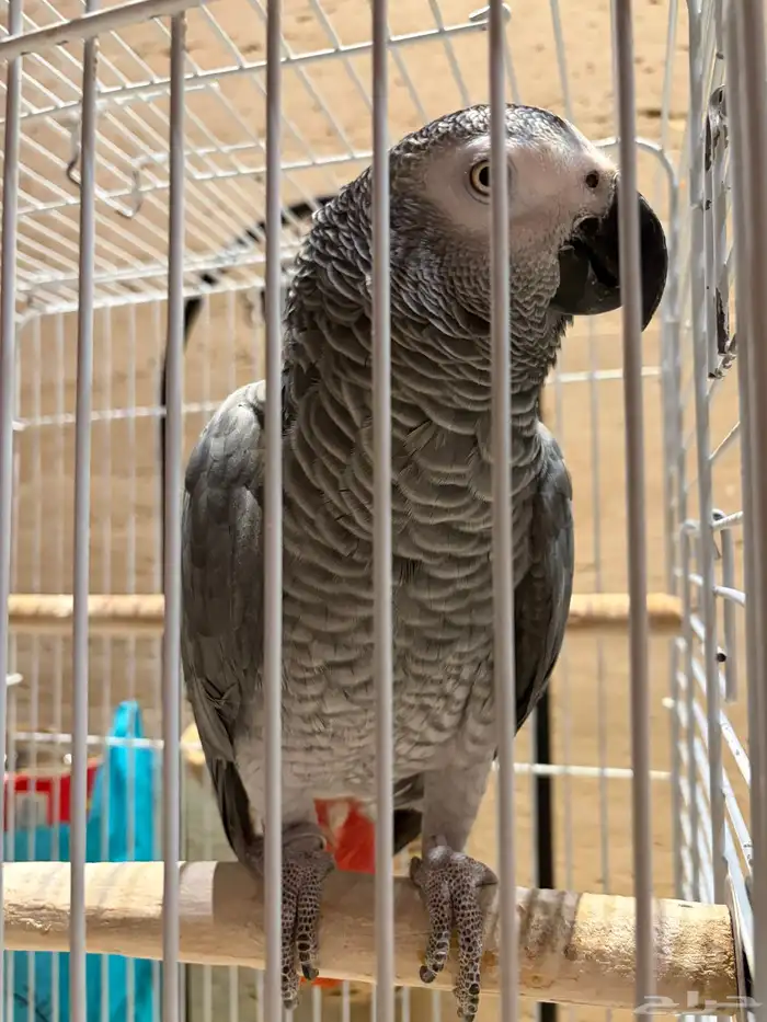 ببغاء كاسكو 1