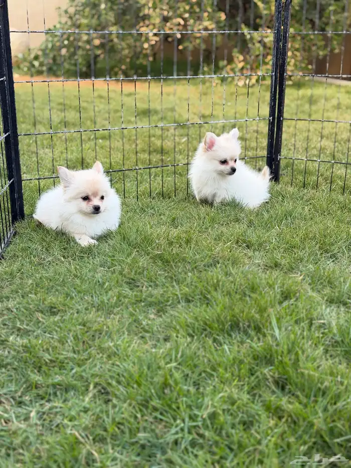 جراء بومرينيان سبيتز 12