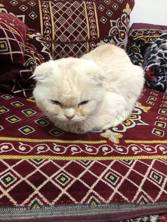 قطو ضايع في بقيق الي يعرف صاحبه يتواصل معي 2