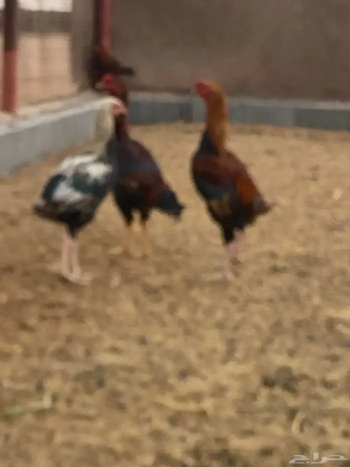 ديوك باكستاني 4