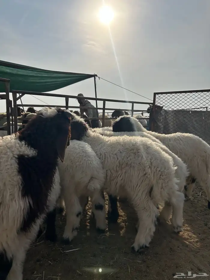 طليان هرافي للبيع 0