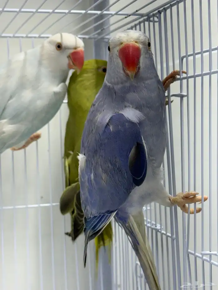 دره هولندي 0