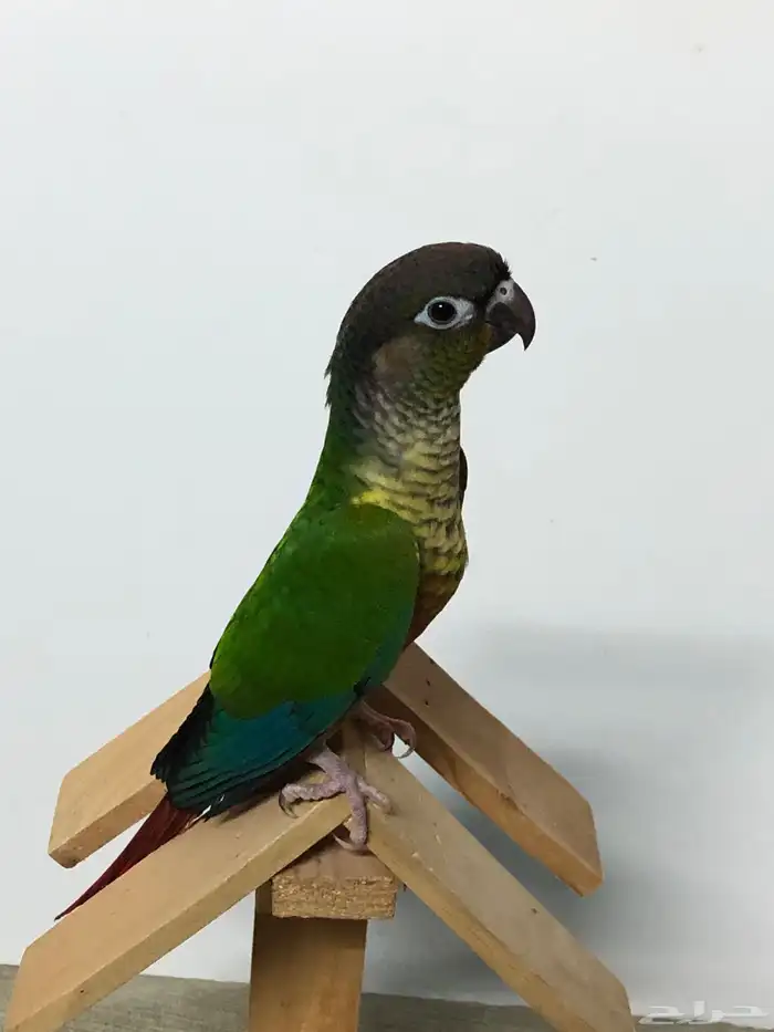 فرخين كنيور 10