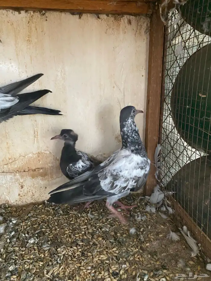 حمام باكستاني 5