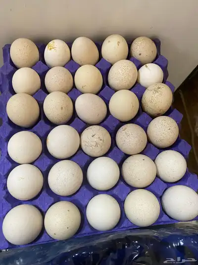 دجاج بلدي ابيض index