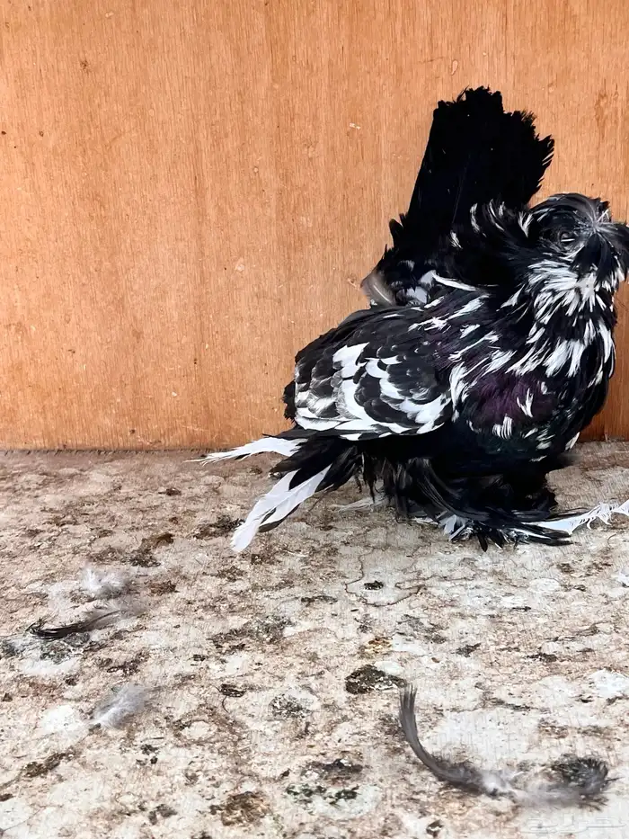 طبه بخارة سبلاش وتايقر 12