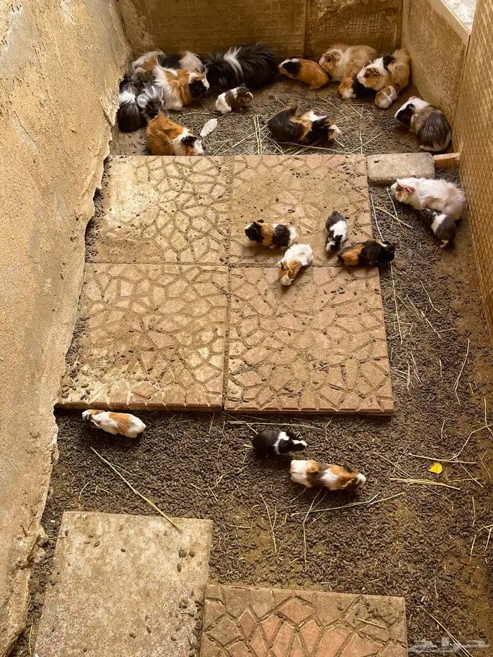 وبرة نظيفة وبشعر كثيف (أمريكي- فرنسي- بلدي) 0