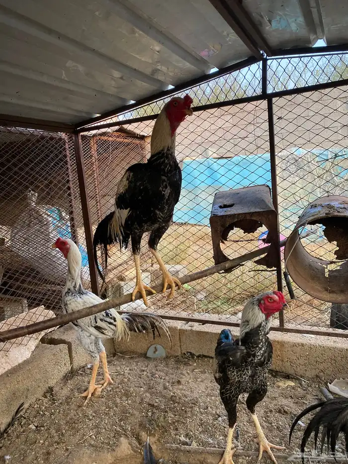 دجاج باكستاني 3