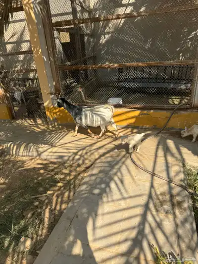 ماعز قزمية معها حفرتين عنقان index