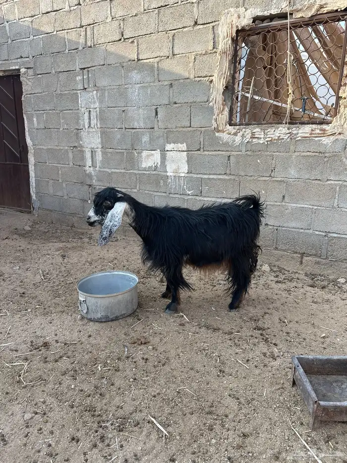 معزا دفيع حصيب 2