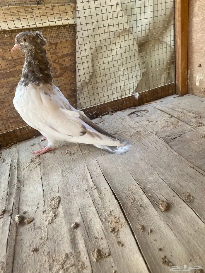 حمام ايراني تشكيلي 2