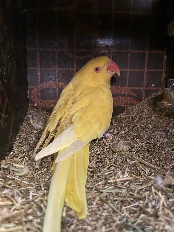 أنثى درة لاتينو منتجة 0