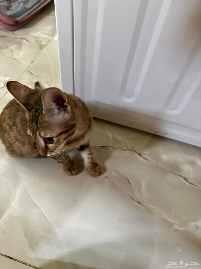 قطة بلدية للتبني 2