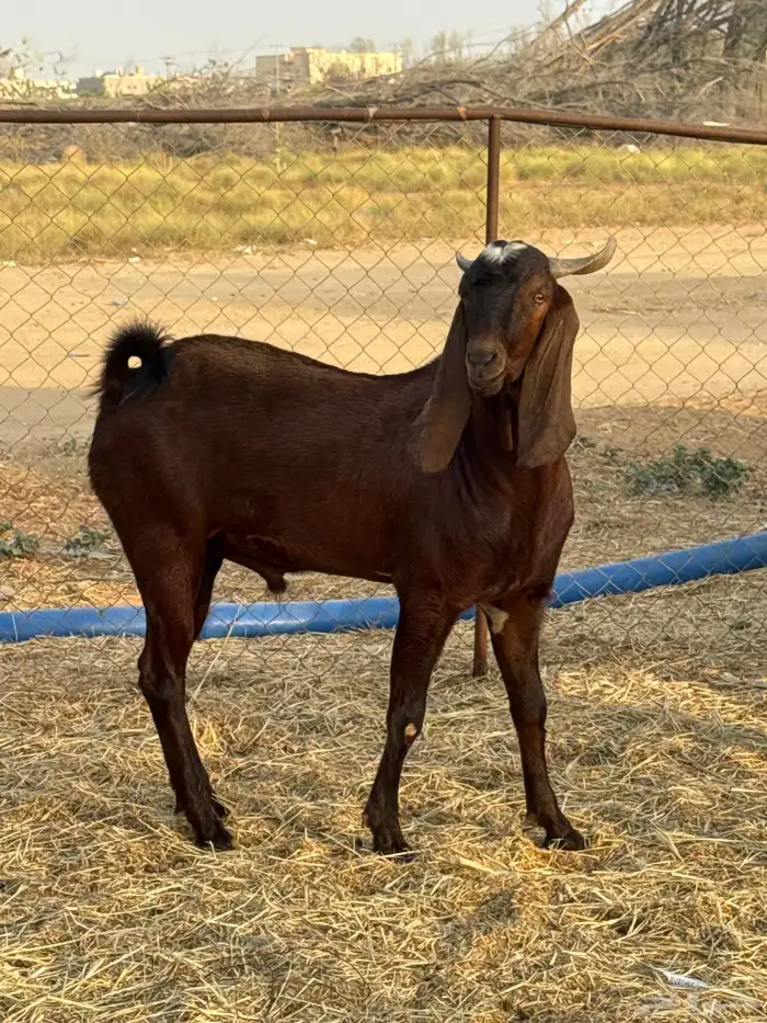 فحل أدهم جذع 1