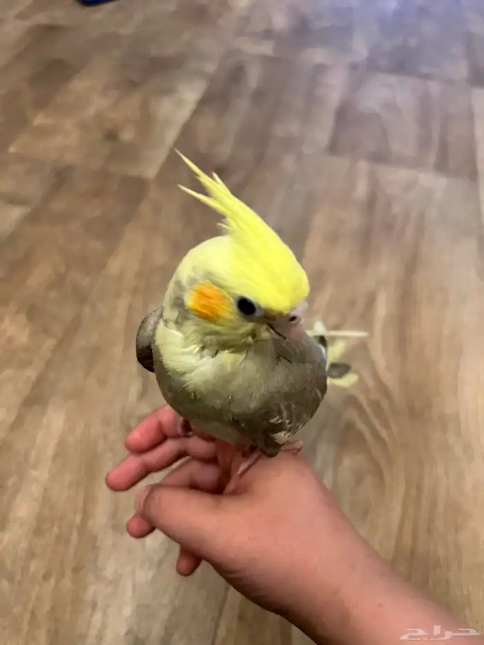 عصفور الكروان اثنين واحد ابيض والثاني رمادي ومع اكل 0