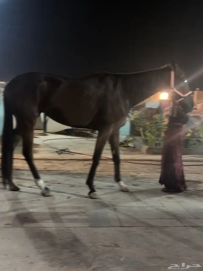 فرس انجليزية عليها حد 2500 ريال والبيع مستعجل 0