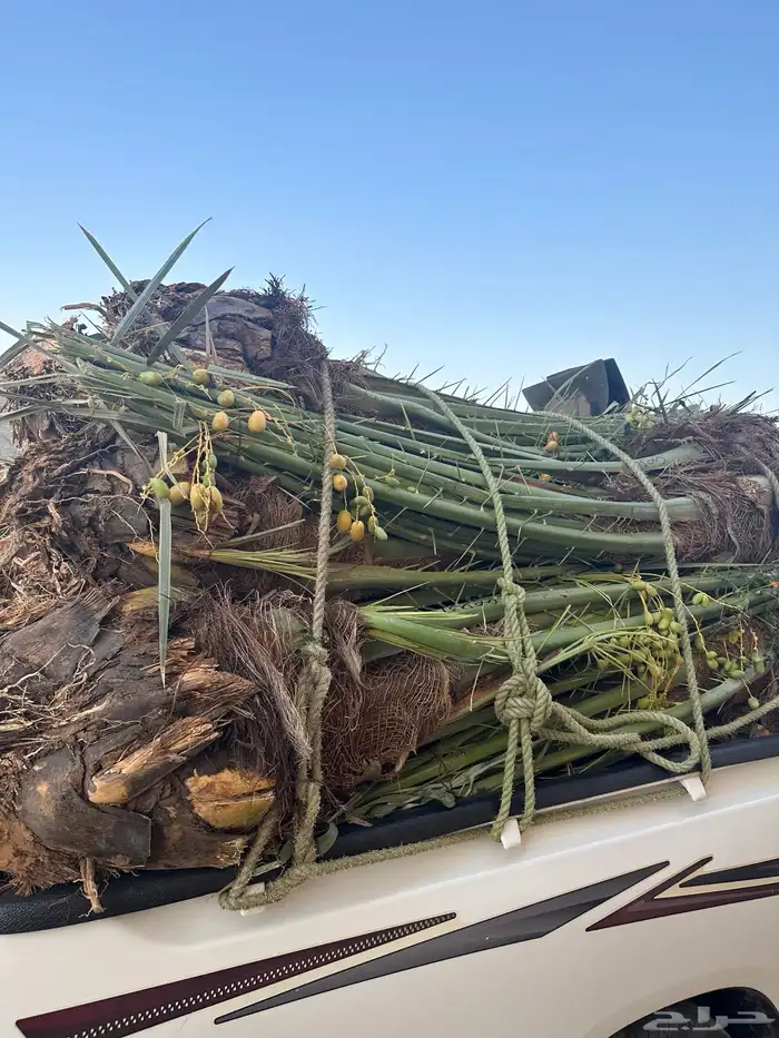 نخل مثمر للبيع مع الزراعه بالموقع 1