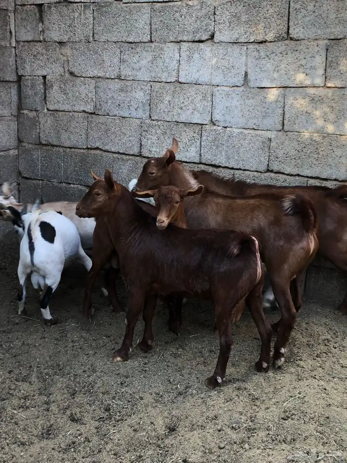 تيوس نظيفه مشروطه من كل عذروب 14