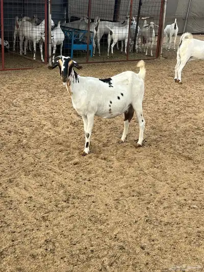 عنزبيشيه صنف index