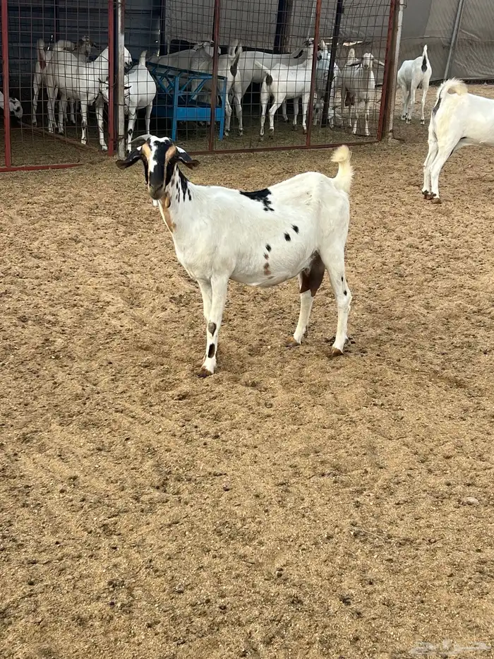 عنزبيشيه صنف 2