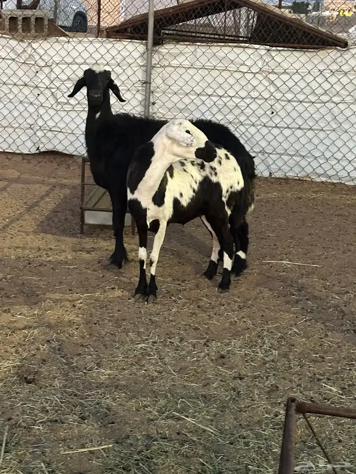 ثنتين حيل حمايس 4