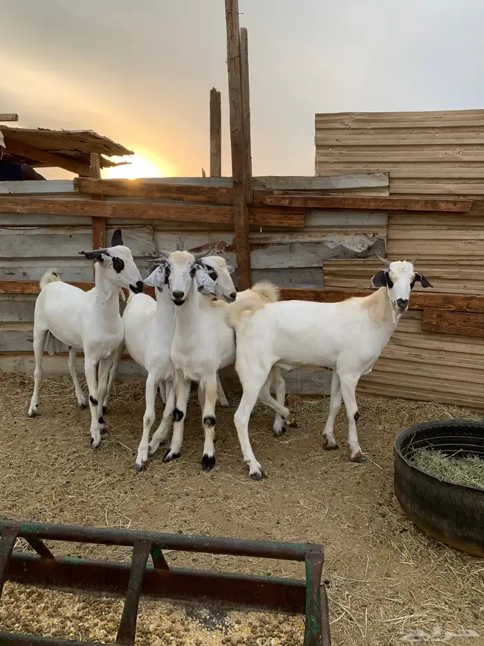 تيوس بيشيات 1