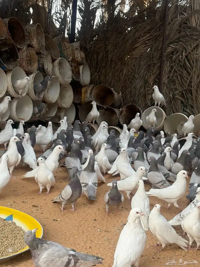 حمام فرنسي   سلفر 3