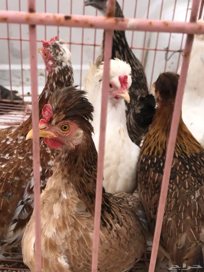 للبيع دجاج ترثه 2