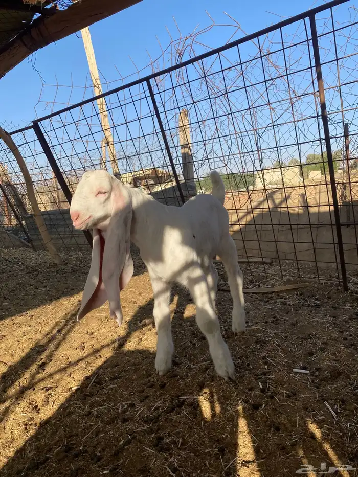 للبيع تيس خصم عمره سبوعين 1