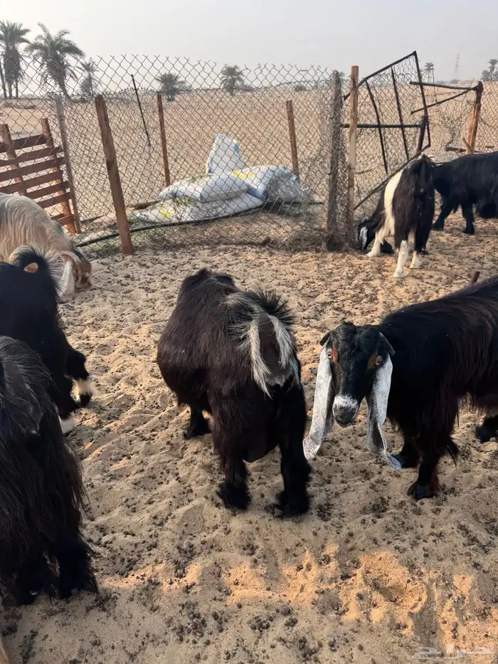 عارضيه دافع و واصل 5