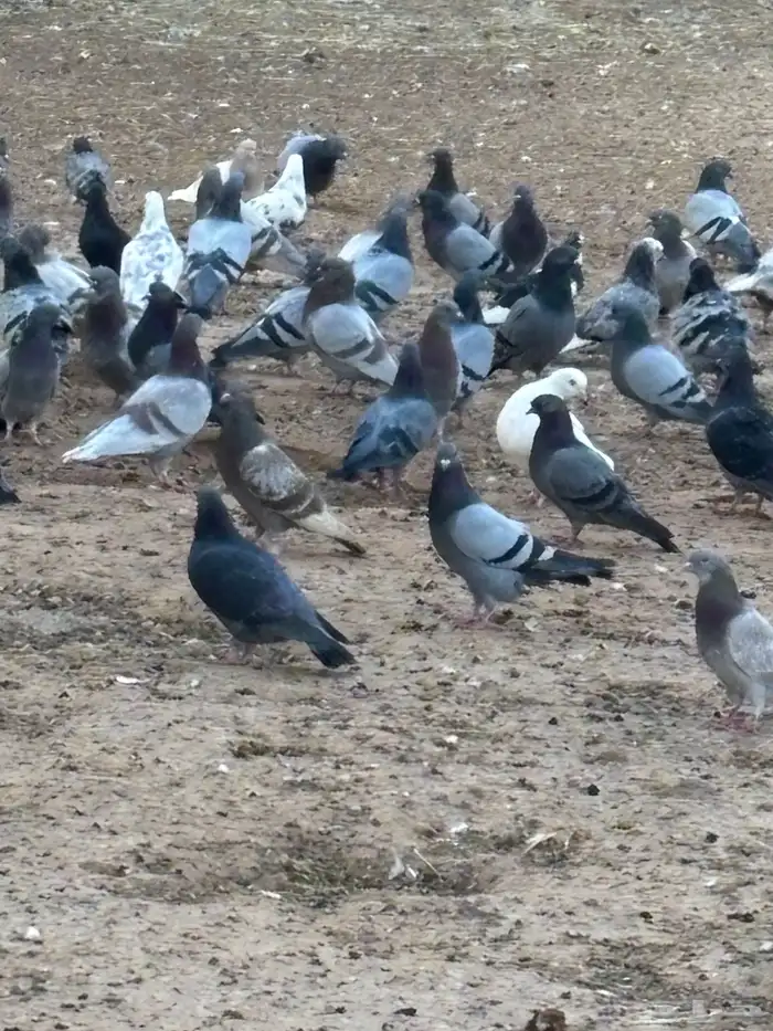 حمام فرنسي مع بلدي. 2