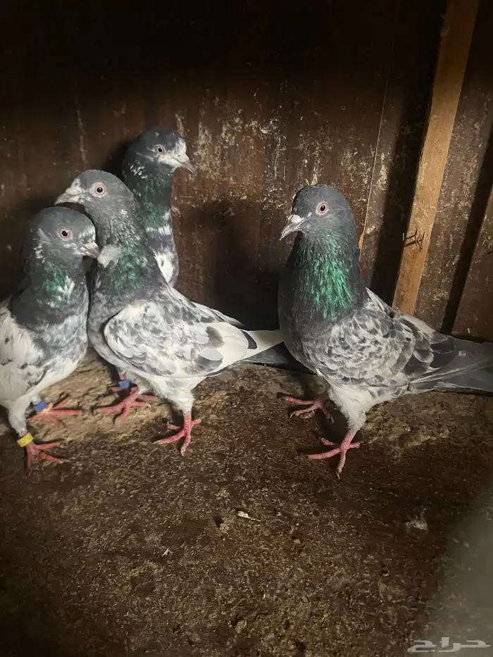 حمام باكستاني 3