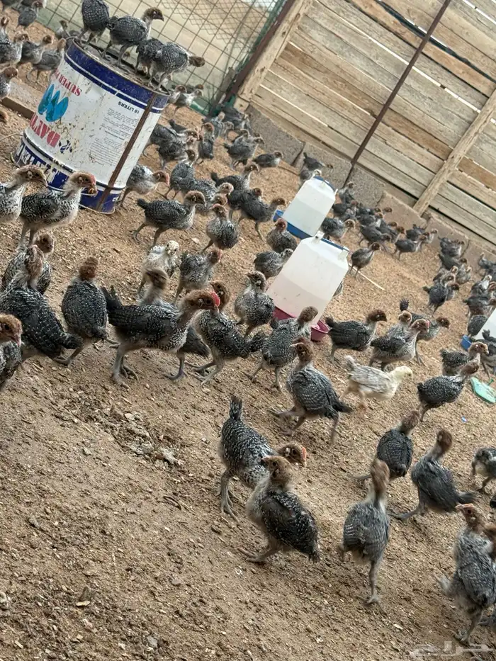 صوص دجاج فيومي دم صافي 4