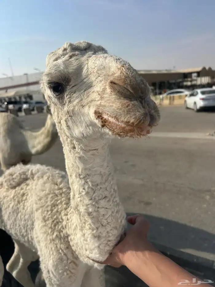 خلفه سنه ثني تحت بكره 3