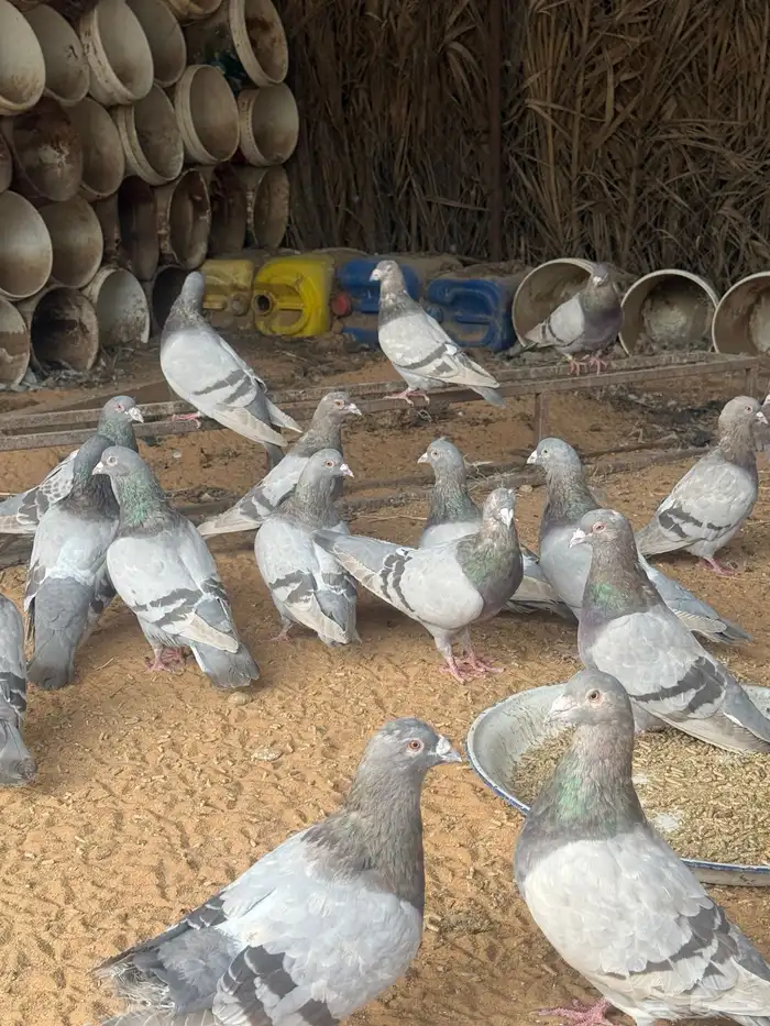 حمام فرنسي   سلفر 8