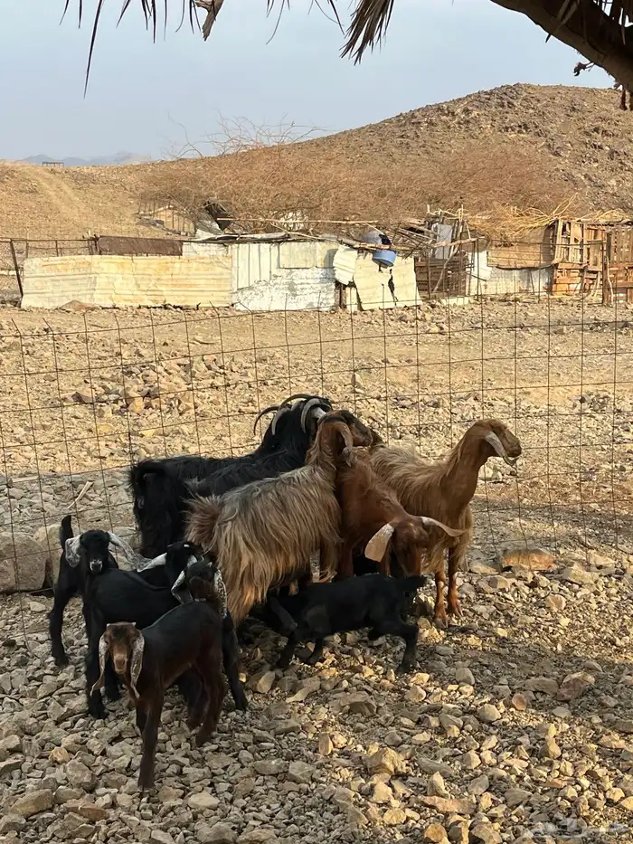 معزا مولده 0