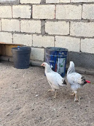 دجاج كفو للبيع index